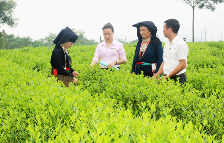 Cán bộ xã Phúc Thuận (TX Phổ Yên) trao đổi với bà con nhân dân xóm Hang Dơi về quy trình sản xuất chè an toàn