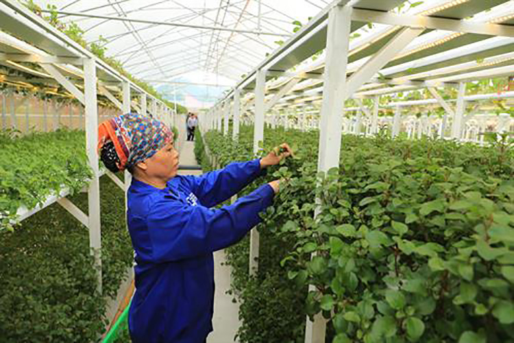 Sản xuất rau siêu sạch tại Khu sinh thái nông nghiệp công nghệ cao Thung lũng Ngọc Linh Hòa Lạc, xã Tiến Xuân, huyện Thạch Thất, thành phố Hà Nội