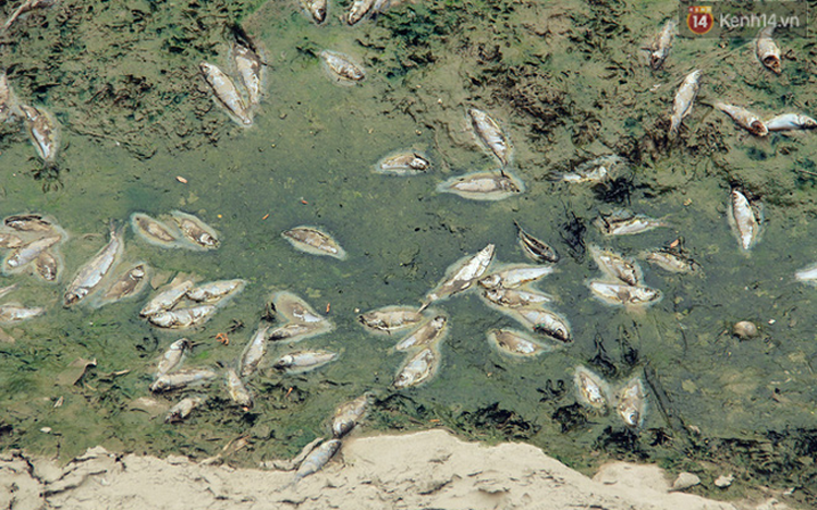 Cá chết nổi trắng trên sông Tô Lịch sau 5 ngày nước từ Hồ Tây xả vào. 