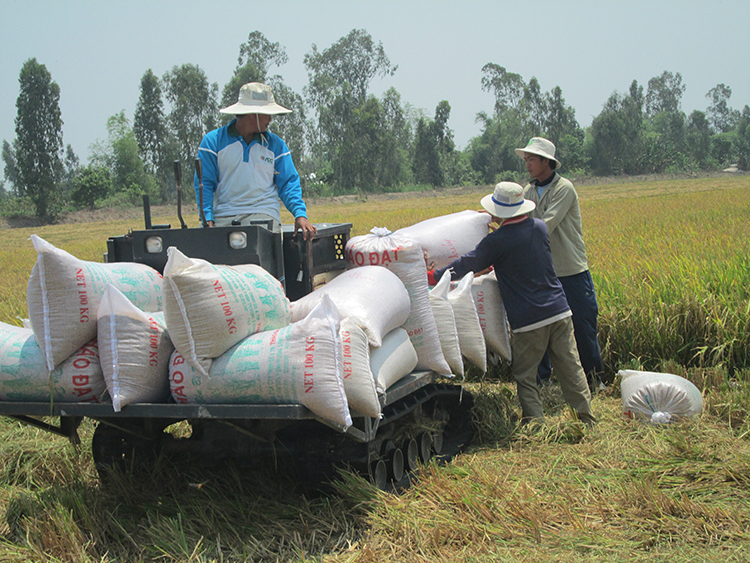 Việt Nam liên tiếp duy trì vị trí nước xuất khẩu gạo lớn thứ 3 thế giới, sau Ấn Độ và Thái Lan.