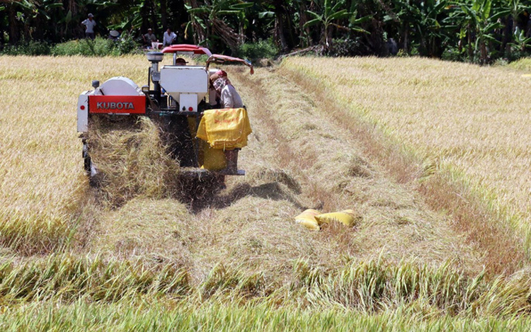 Giải pháp lâu dài là phải tính toán lại nguồn cung lúa gạo để đảm bảo cân đối cung - cầu. Ảnh: internet