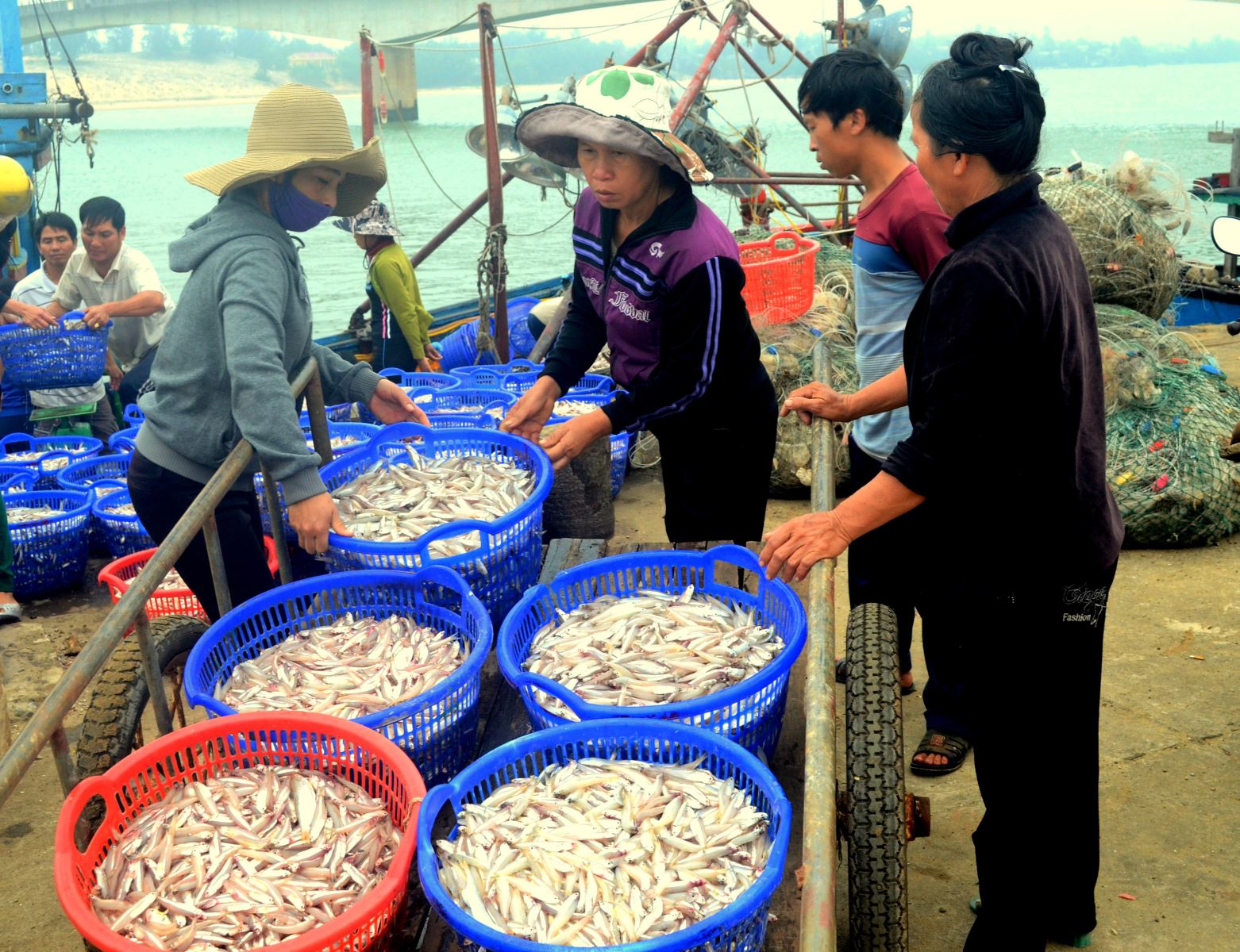 Ngư dân Gio Linh được mùa cá