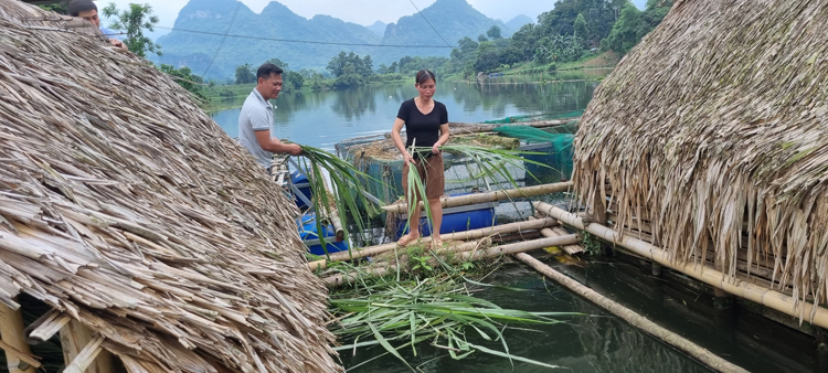 Nghề nuôi cá lồng giúp người dân thoát nghèo tại Bá Thước