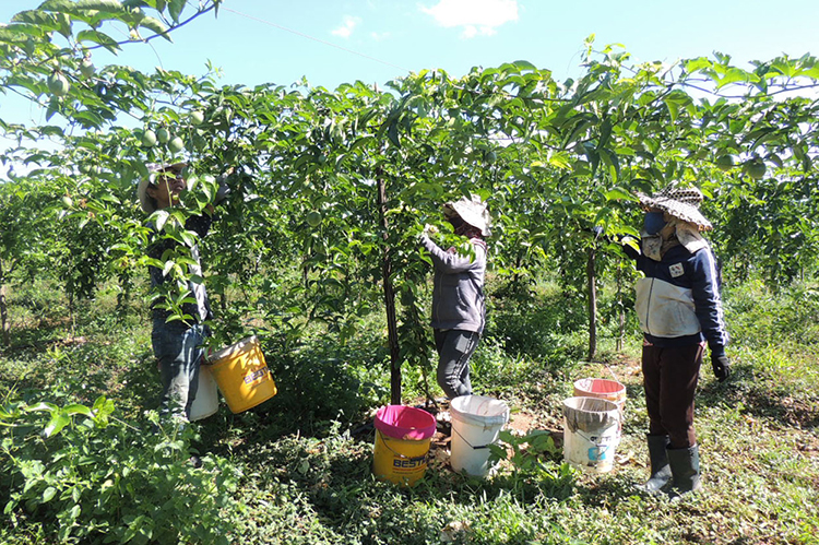 Người trồng chanh dây ở phường Ngô Mây bị giang hồ bảo kê tiêu thụ