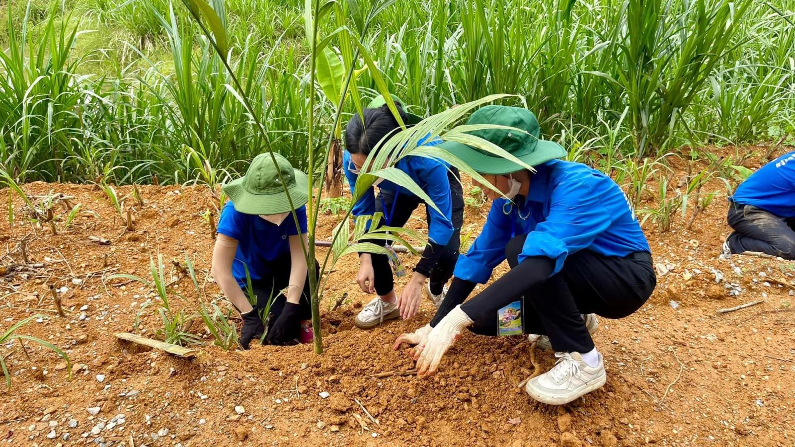 Hàng trăm cây cau đã được trồng mới tại xã Chiêu Yên, huyện Yên Sơn, tỉnh Tuyên Quang, đem  bóng mát đến cho người dân địa phương