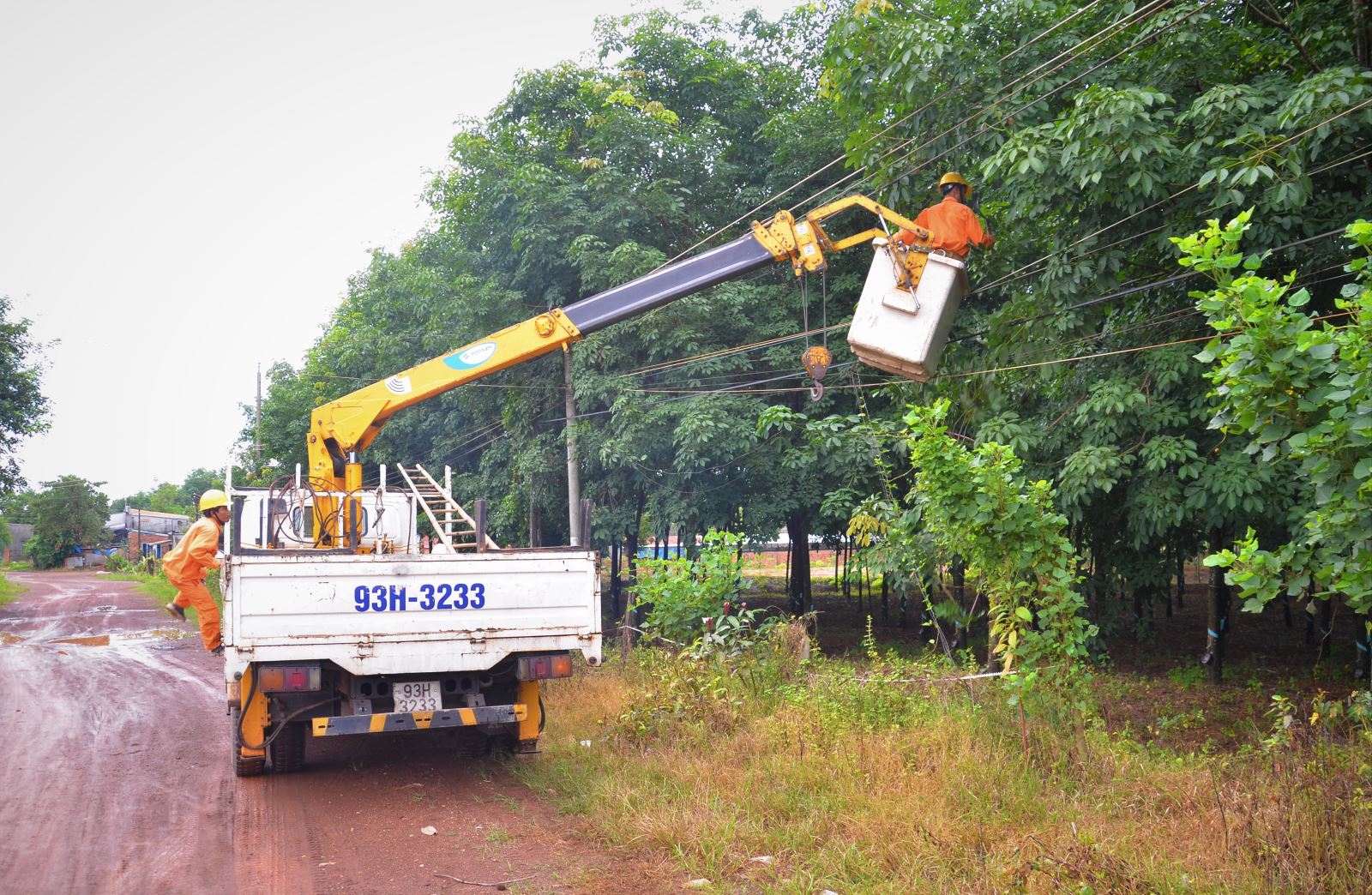 Công nhân điện thường xuyên kiểm tra, phát quang cây xanh khu vực dân cư để phòng ngừa sự cố về điện do vi phạm HLATLĐCA tại Bình Phước.