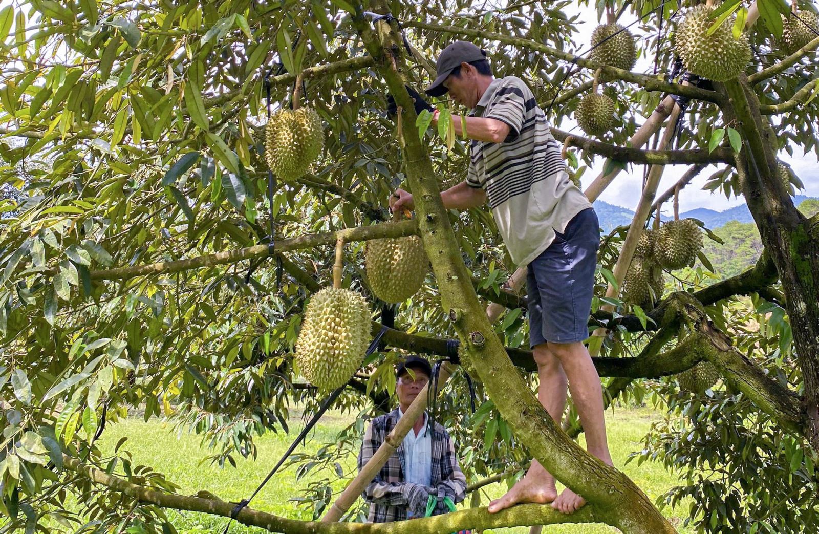 Sầu riêng đang được người dân huyện Khánh Sơn chuyển sang canh tác hữu cơ.