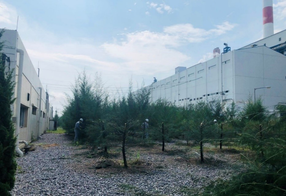 CBCNV Công ty cắt tỉa cây xanh xung quanh nhà máy trước mùa mưa bão.