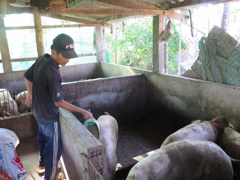 Nhiều hộ nông dân mạnh dạn vay vốn Agribank đầu tư chăn nuôi, sản xuất kinh doanh.