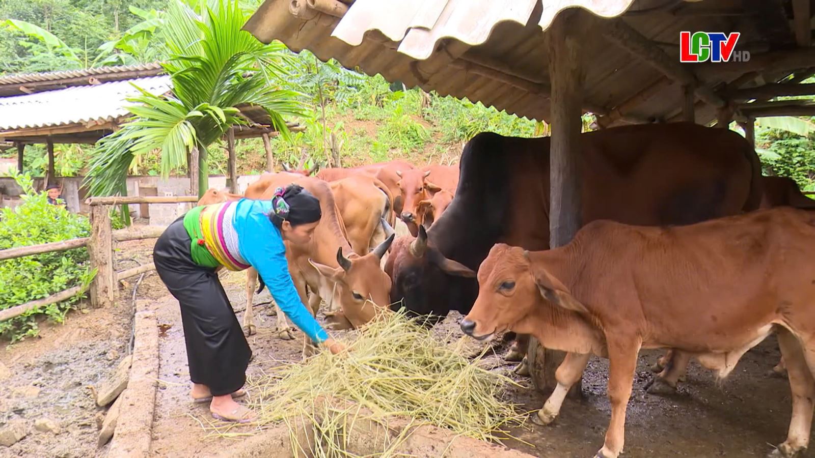 Lang Chánh đã tập trung triển khai nhiều dư án, giúp các hộ nghèo, hộ cận nghèo có điều kiện phát triển kinh tế, vươn lên thoát nghèo.