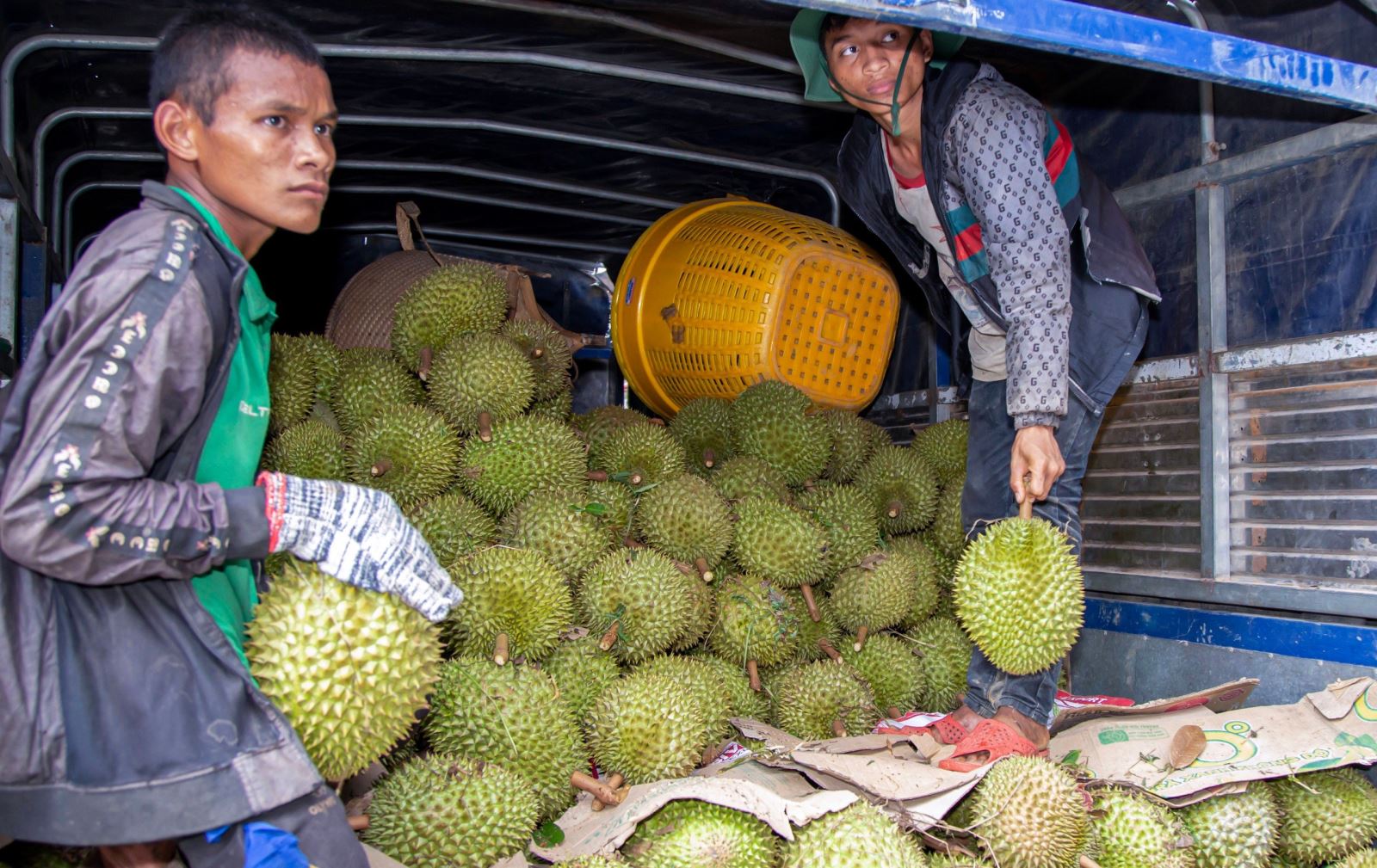 Huyện miền núi Khánh Sơn có nhiều thuận lợi phát triển nông nghiệp hữu cơ.