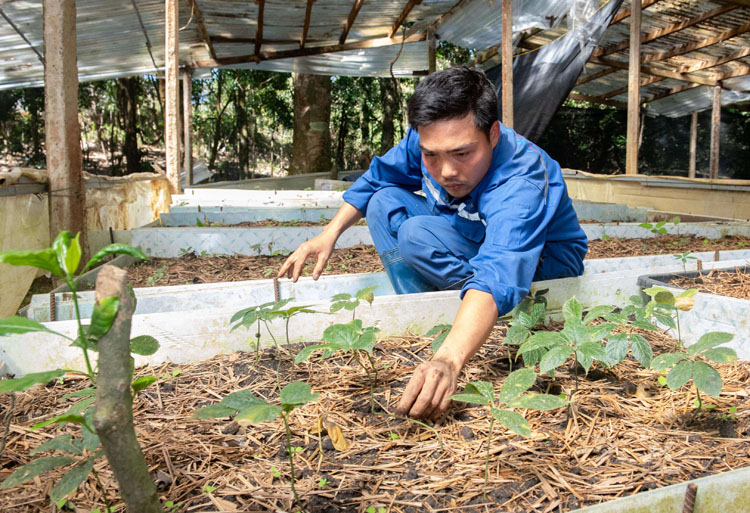 Tu Mơ Rông là một trong ba vùng phát triển nguyên liệu sâm lớn nhất Việt Nam