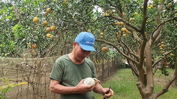 Ông Vinh trân quý quả bưởi như “đứa con thơ” của mình.