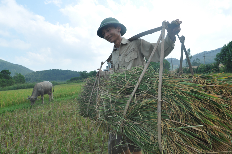 Năm 2019, nông nghiệp Việt Nam duy trì được đà tăng trưởng khá. Ảnh: P.V