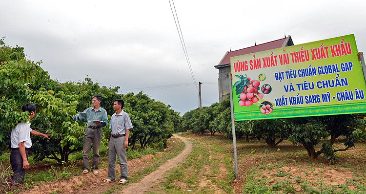 Xuất khẩu nông sản của Việt Nam sẽ không thể phát triển nếu dựa vào sản xuất nhỏ lẻ. Ảnh: Trube