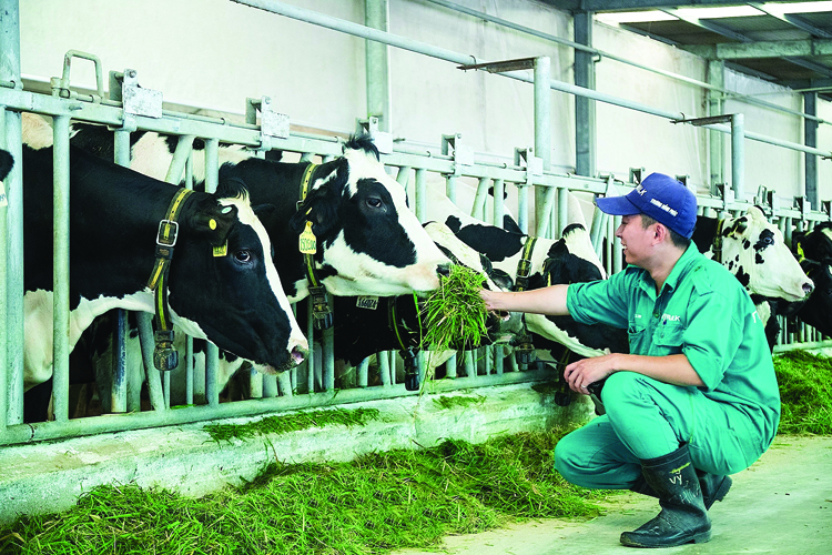 Tỷ lệ liên kết chuỗi trong chăn nuôi bò sữa cao nhất trong sản xuất nông nghiệp hiện nay. Ảnh: K.T