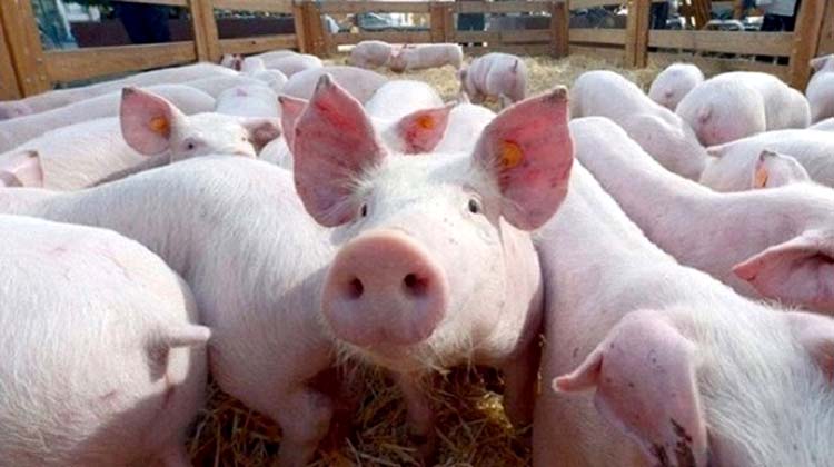 Bộ NN&PTTN đồng ý phương án Cục Thú y phân tích rủi ro nhập khẩu lợn sống. (Ảnh: Internet)