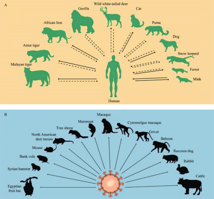 Hình ảnh minh họa sự lây lan của SARS-CoV-2 ở người và động vật.