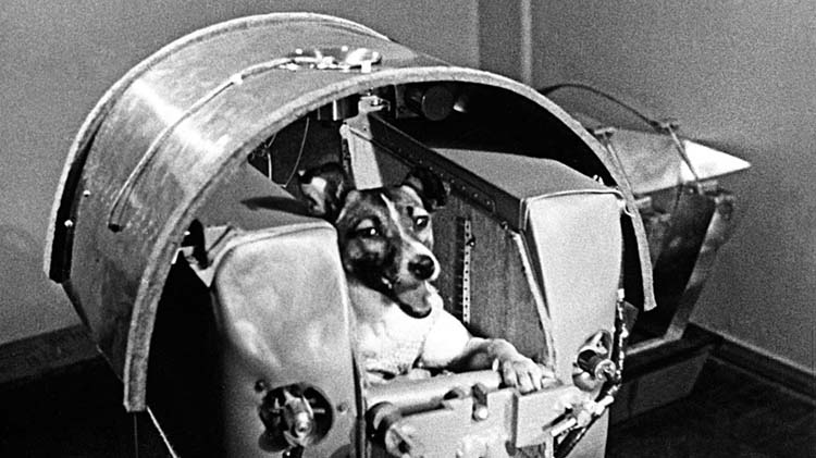 Hình ảnh Laika trước khi thực hiện sứ mệnh bay. (Ảnh: internet)