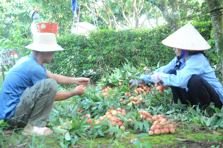 Diện tích vải sớm của tỉnh Hải Dương cho thu hoạch với chất lượng và giá bán ổn định tại vườn từ 35.000 - 40.000 đồng/kg.