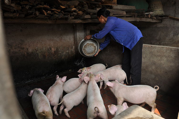 Đến nay, dịch tả lợn châu Phi đã xuất hiện tại 53 tỉnh/thành phố, gây thiệt hại ước tính khoảng 3.600 tỷ đồng.
