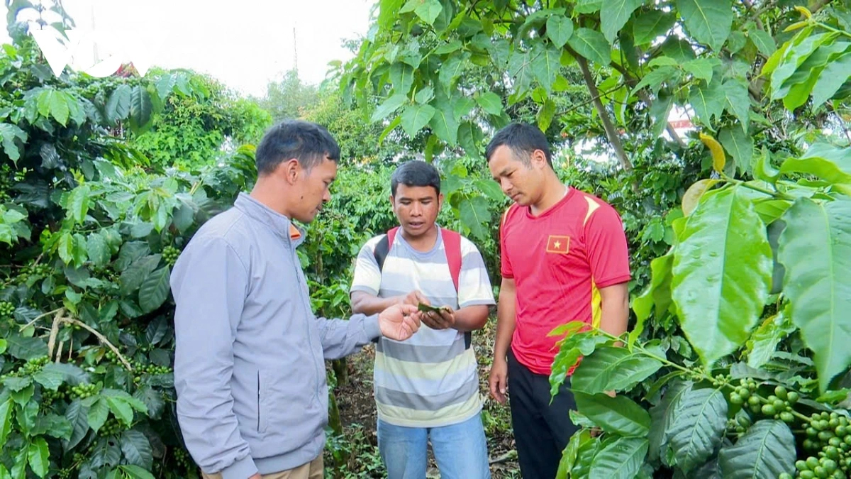 Cán bộ khuyến nông hướng dẫn người dân sản xuất cà phê sạch theo hướng bền vững ở xã Lát, huyện Lạc Dương, tỉnh Lâm Đồng.