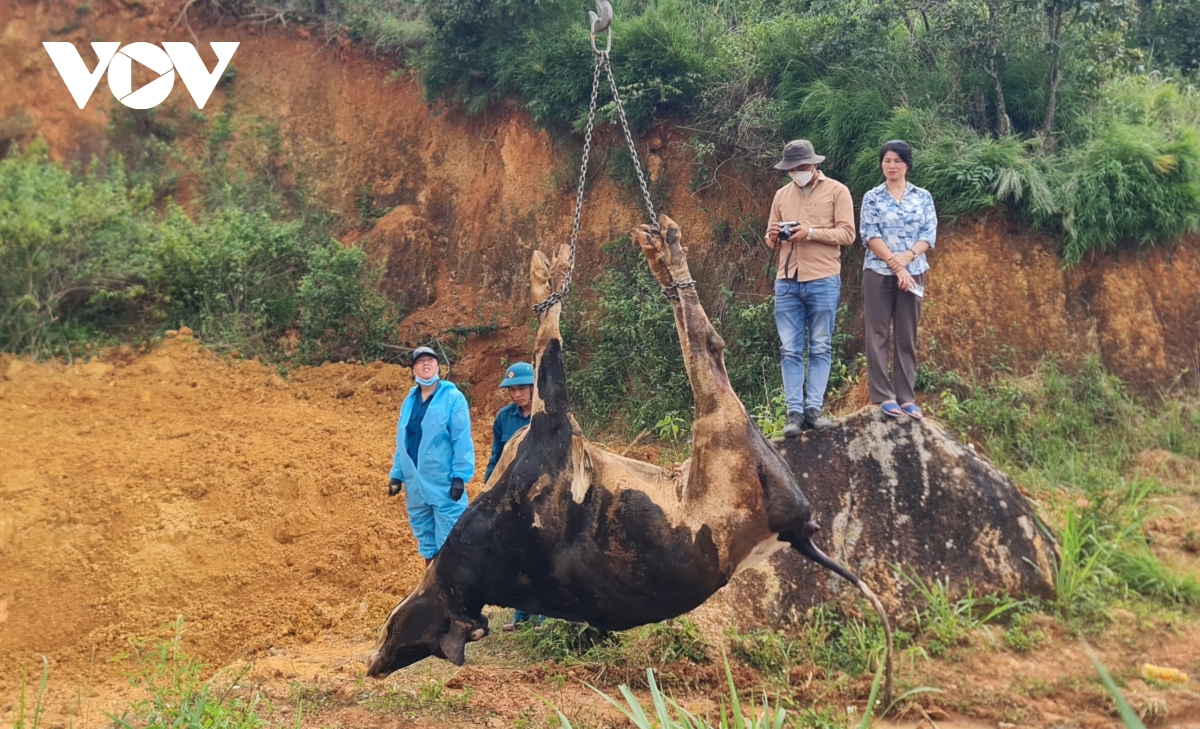 Mặc dù tập trung cứu chữa nhưng bò chết vẫn tiếp diễn.