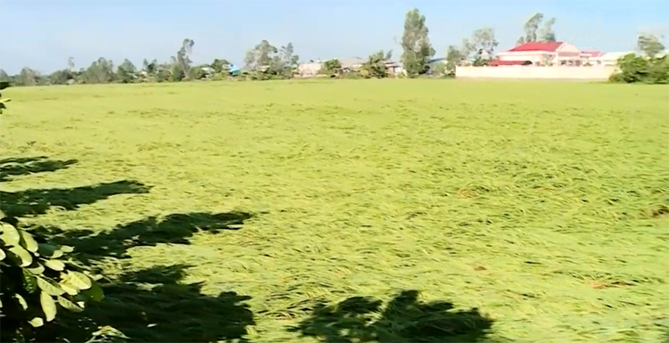 Từ đầu năm đến nay Vĩnh Long có khoảng 1.904 ha lúa bị sập.