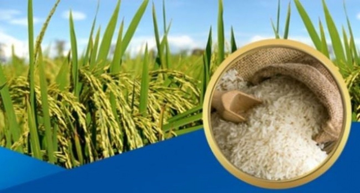 Chỉ thị của Thủ tướng về đảm bảo vững chắc an ninh lương thực quốc gia và thúc đẩy sản xuất, xuất khẩu gạo bền vững trong giai đoạn hiện nay.