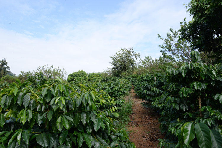 Hợp tác xã Cà phê Bích Thao hiện có hơn 60ha trồng giống cà phê đặc sản.