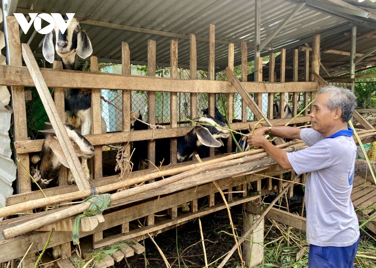 Mô hình chăn nuôi dê ở huyện Châu Đức giúp người dân thoát nghèo bền vững. (Ảnh: Lưu Sơn)