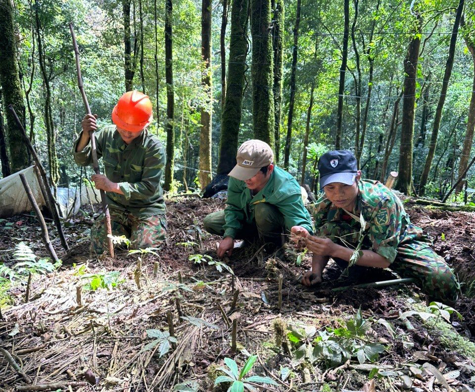 Đến nay, Kon Tum là tỉnh có diện tích sâm Ngọc Linh lớn nhất nước 1.800 ha với mô hình đa dạng.