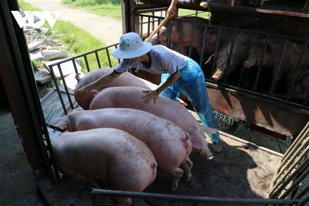 Giá lợn hơi liên tục giảm khiến người chăn nuôi rơi vào thua lỗ, lo lắng cho vụ Tết Nguyên đán sắp tới.