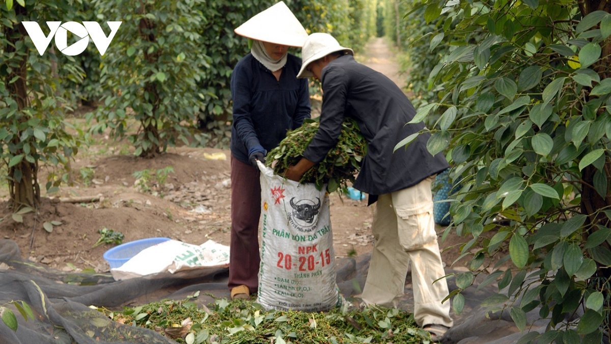 Với giá hồ tiêu hiện tại, sinh kế người nông dân được đảm bảo nhưng ngược lại doanh nghiệp thì như “ngồi trên lửa”. (Ảnh: Nguyễn Quang)