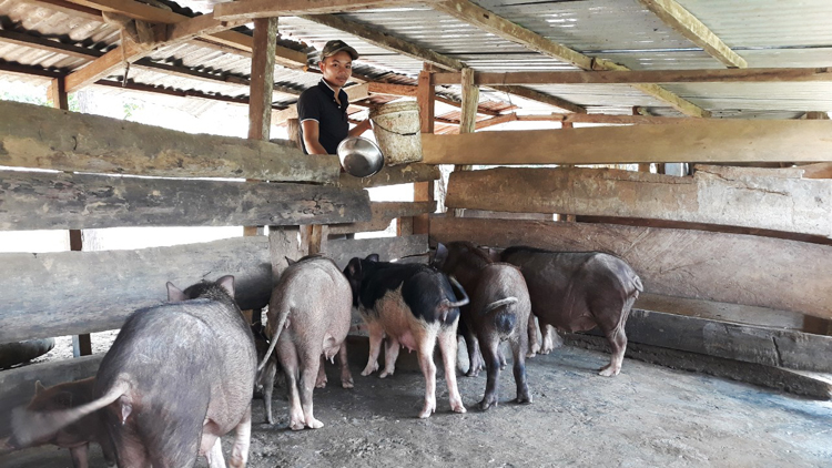 Đàn lợn nái của gia đình anh Hồ Văn Thước đang cho thu nhập khá ổn định.