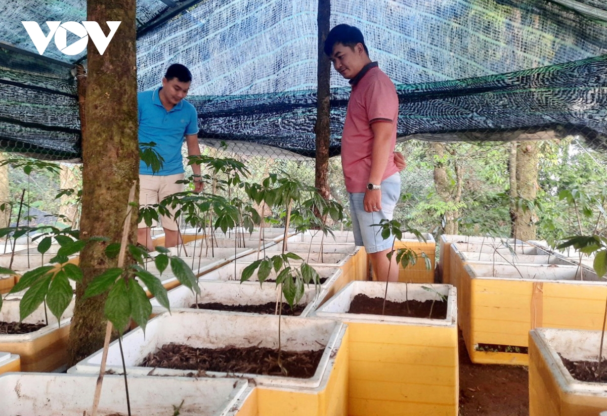 Các đảng viên ở thôn 2, xã Trà Linh giúp nhau chăm sóc, bảo vệ vườn sâm Chi bộ.