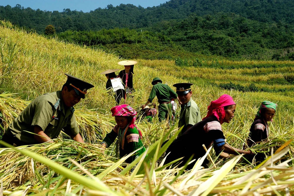 Lực lượng Biên phòng Lai Châu giúp người dân thu hoạch lúa.