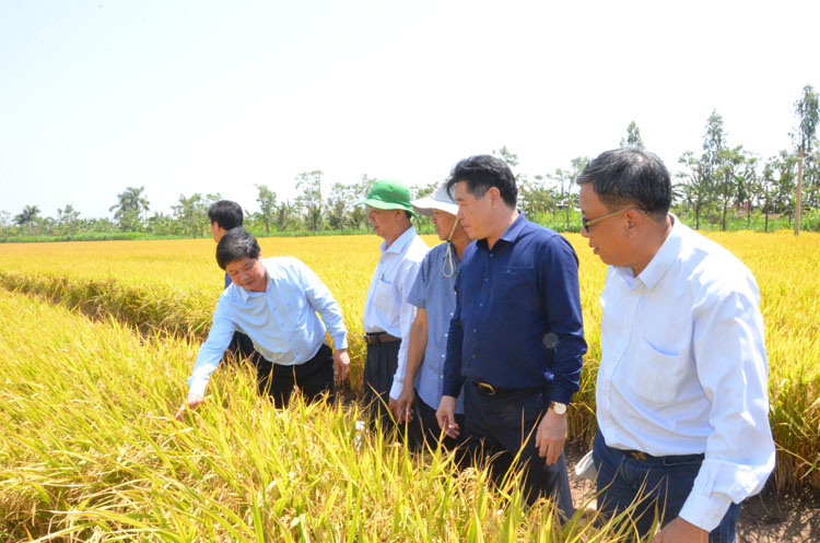 Đoàn công tác của Bộ NN&PTNT thăm cánh đồng lúa tại tỉnh Tiền Giang