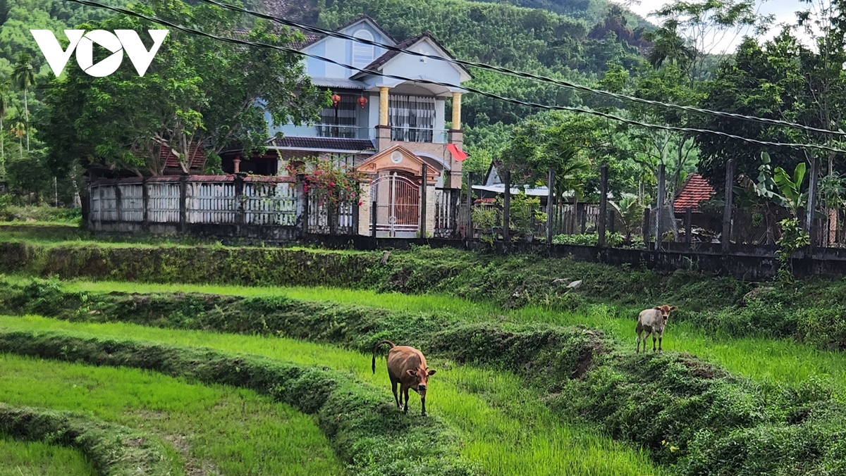 Đồng bào dân tộc thiểu số ở huyện Trà Bồng tích cực chăn nuôi bò và trồng cây lâu năm để thoát nghèo bền vững.