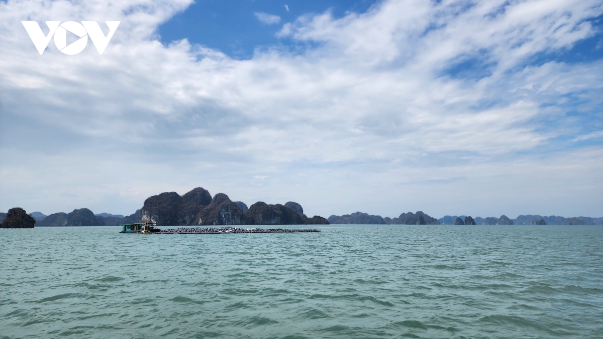 Hàng nghìn dây nuôi hàu giờ chỉ còn lại ít quả phao bị sóng đánh cuộn lại trên mặt biển.