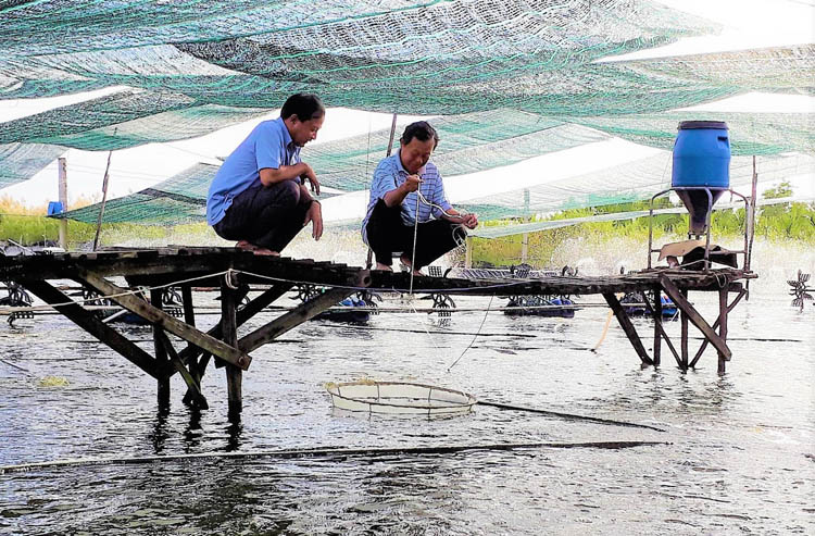 Gia đình ông Nguyễn Minh Luân mỗi năm có lãi hơn 1 tỷ đồng từ nuôi tôm siêu thâm canh.