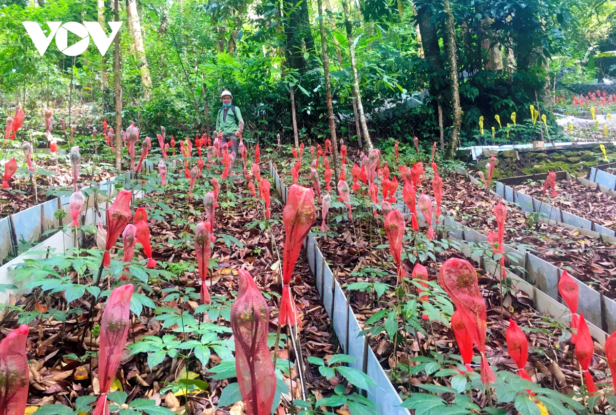 Sau hơn 10 năm, luống sâm nhỏ của Chi bộ thôn 2, xã Trà Linh đã phát triển thành vườn sâm hơn 1 ngàn cây sâm Ngọc Linh.