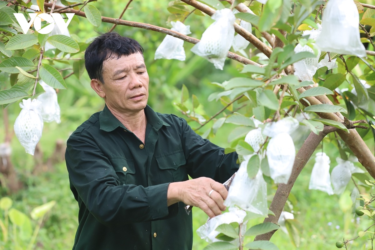 Ông Đèo Văn Hải trồng cây ăn quả theo hướng hữu cơ.