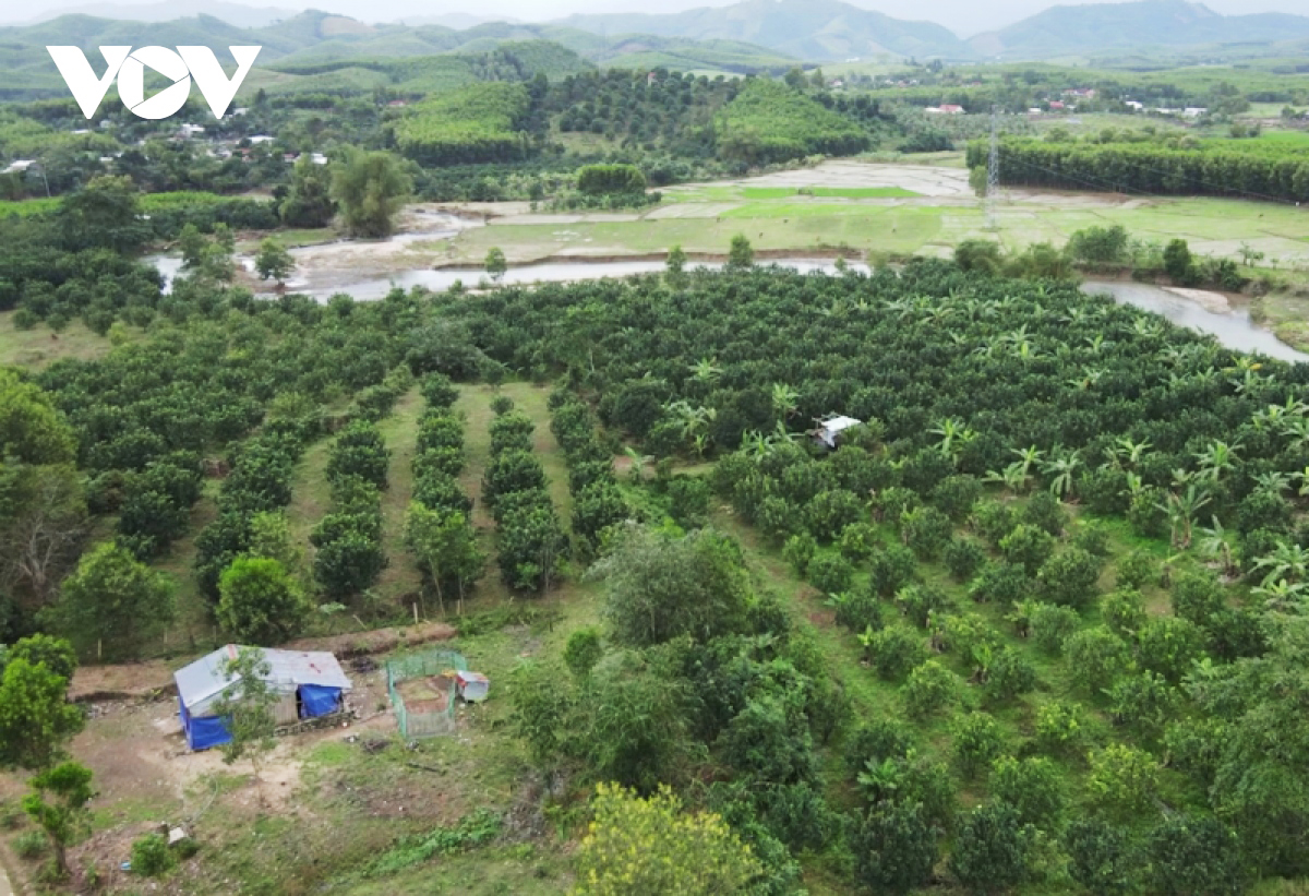 Tỉnh Khánh Hòa hiện có hơn 11.000 ha cây ăn quả.