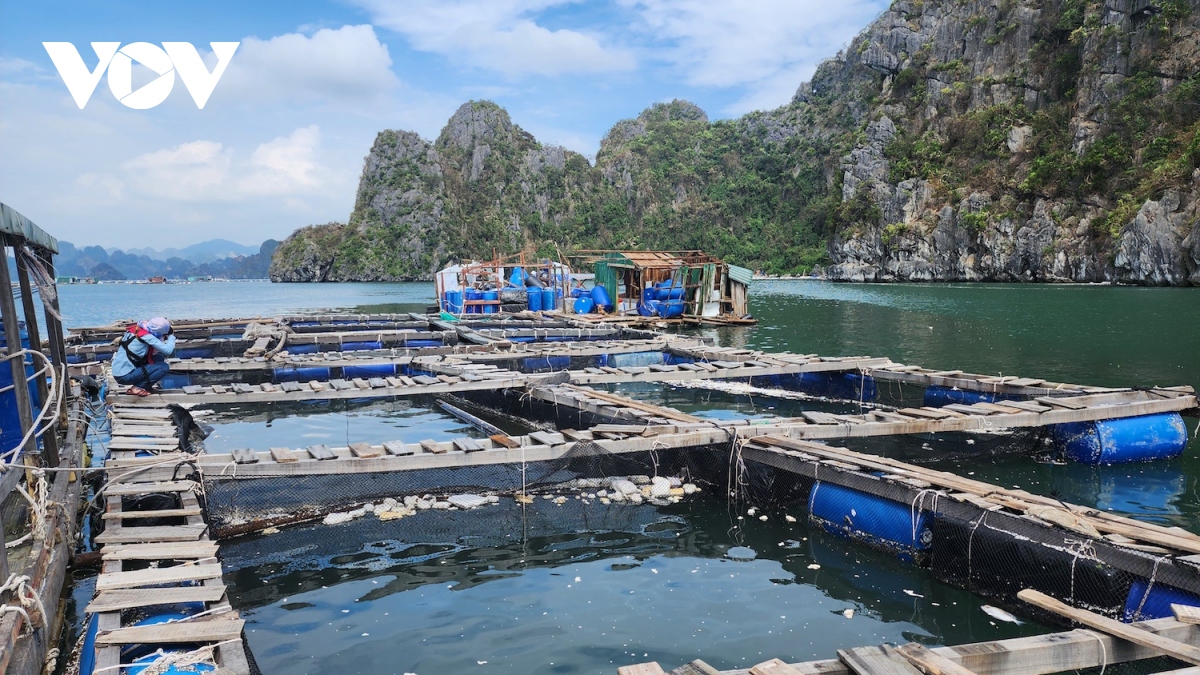 Những chiếc lồng bè trống trơn, tài sản còn lại sau bão.