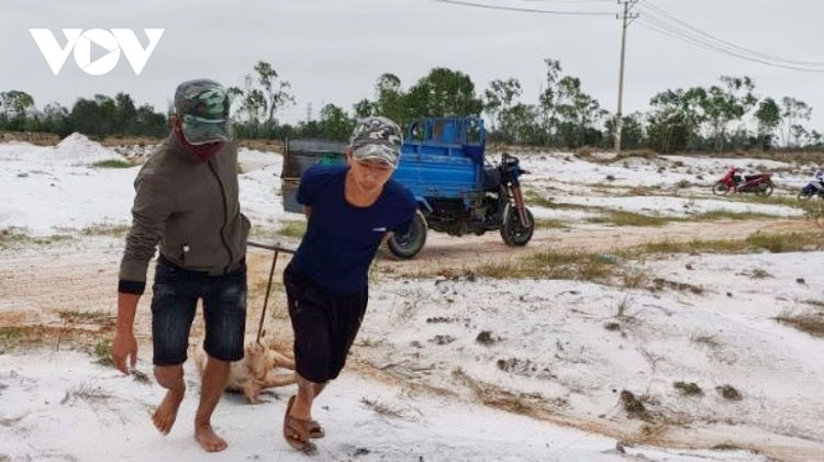 Tiến hành tiêu huỷ lợn bị dịch bệnh.