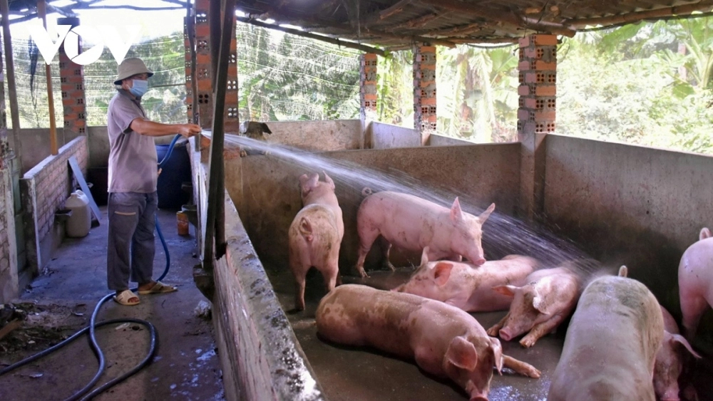 Giá lợn hơi chạm đáy, chưa có dấu phục hồi dù mùa cao điểm Tết đã cận kề.