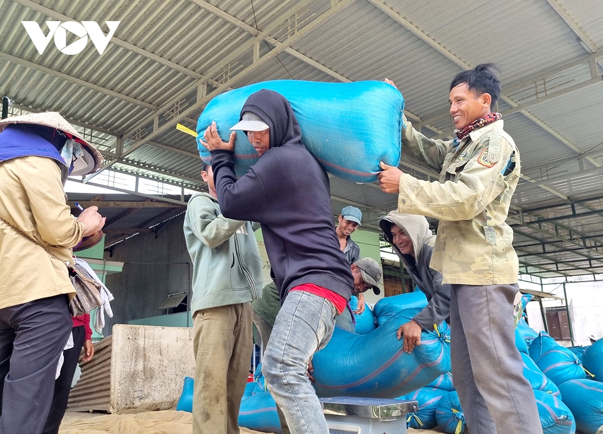 Với định hướng phát triển ngành hàng lúa gạo của tỉnh, nông dân Đắk Lắk kỳ vọng năm nào cũng đón những “mùa vàng”.