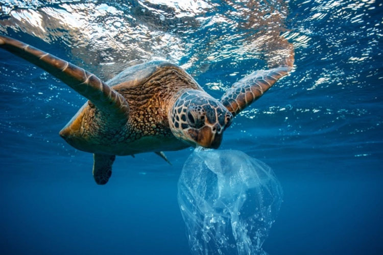 Rác thải nhựa để lại hậu quả nặng nề với hệ sinh thái biển.