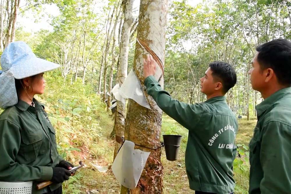 Sau 20 năm chia tách, thành lập, tỉnh Lai Châu đã đã được nhiều thành tựu trên nhiều lĩnh vực.